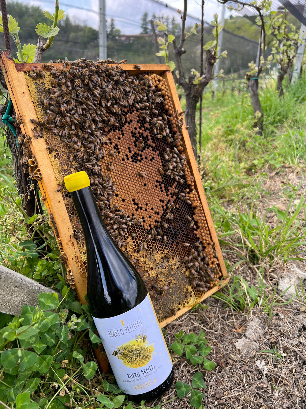 Bees, Biodiversity, and Better Wine: Nature’s Secret Ingredient in the Vineyard With Marco Pezzuto