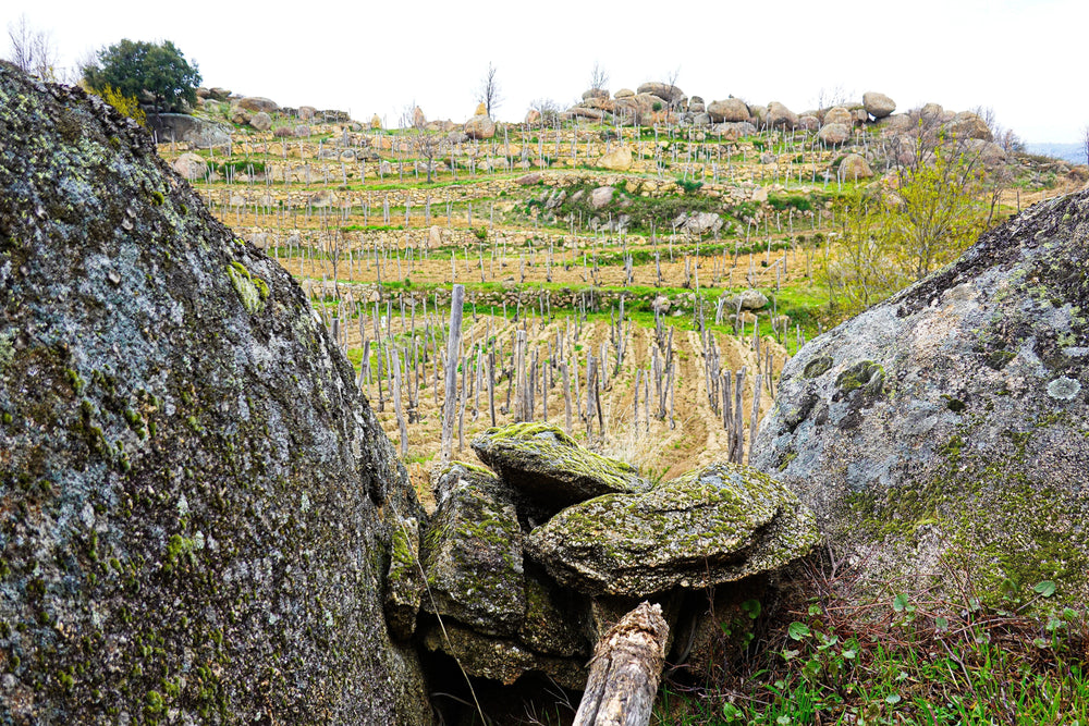 Thatcher's Imports Spain Trip: Live Blogging Day 3 - Domaine DexAie