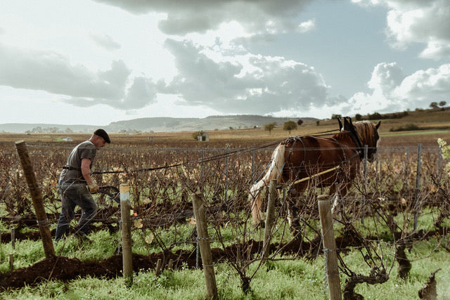 William Kelley's Notes on the 2025 Vintage - Domaine William Kelley