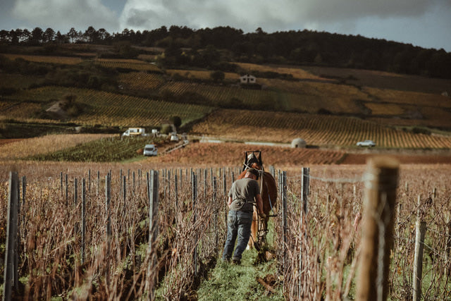 William Kelley's Notes on the 2024 Vintage - Domaine William Kelley