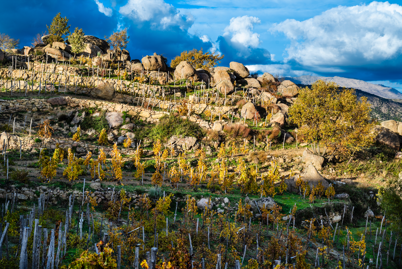 Domaine DexAïe – Thatcher's Wine